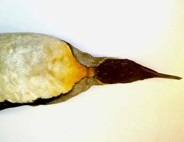 Penguin1_O_22034_Aptenodytes patagonicus.jpg