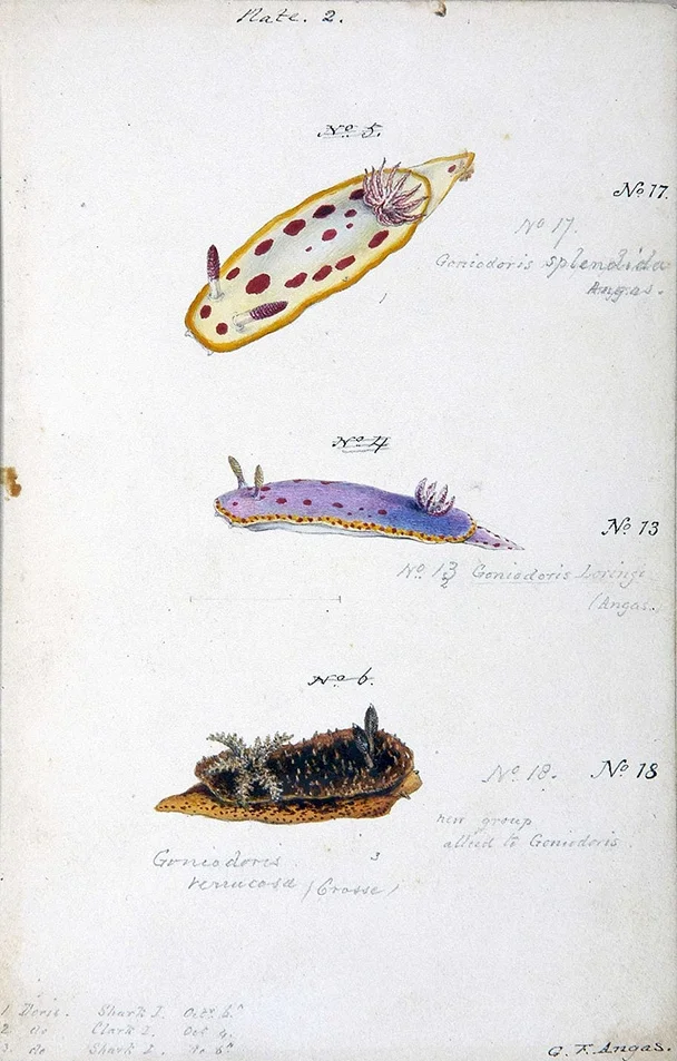 Nudibranchs_SydneyHarbour4.jpg