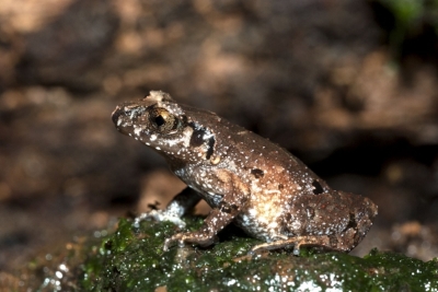 Appleby’s Asian Leaf-litter Toad, Leptolalax applebyi