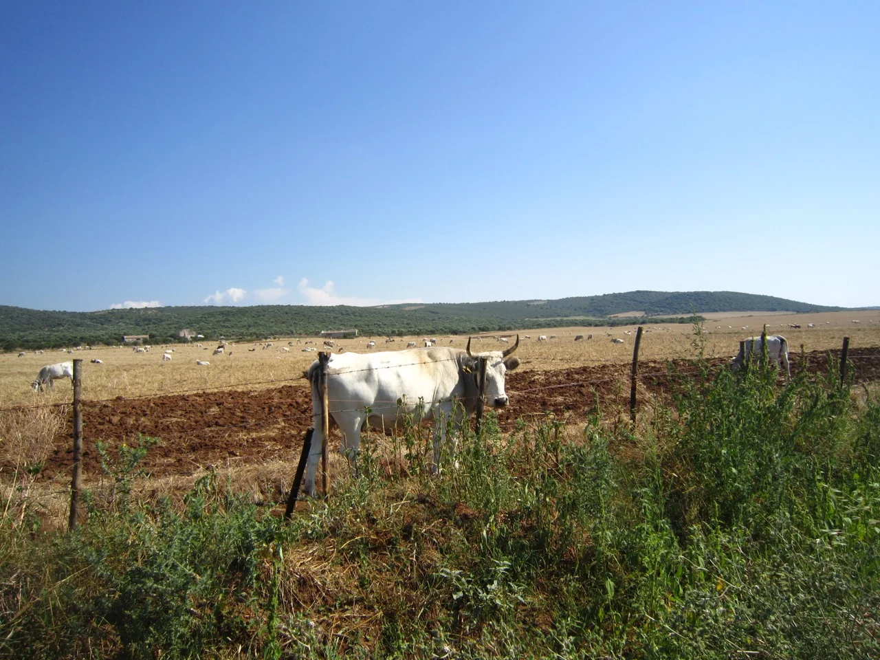 IMG_2906.jpg