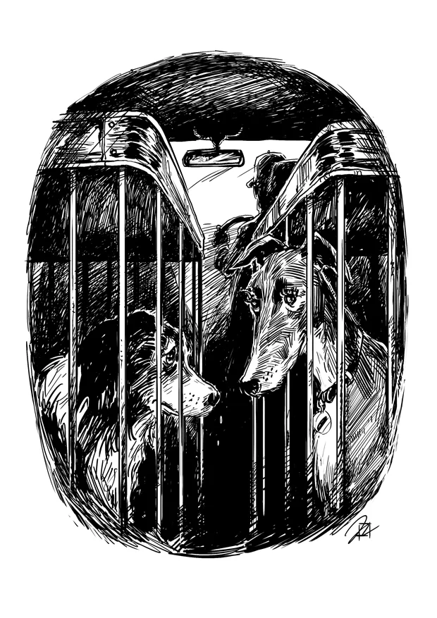 Book Illustration