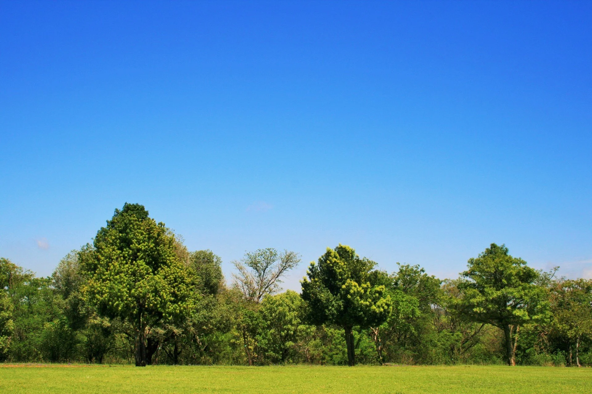 tree-on-sky-6-2137682958.jpg