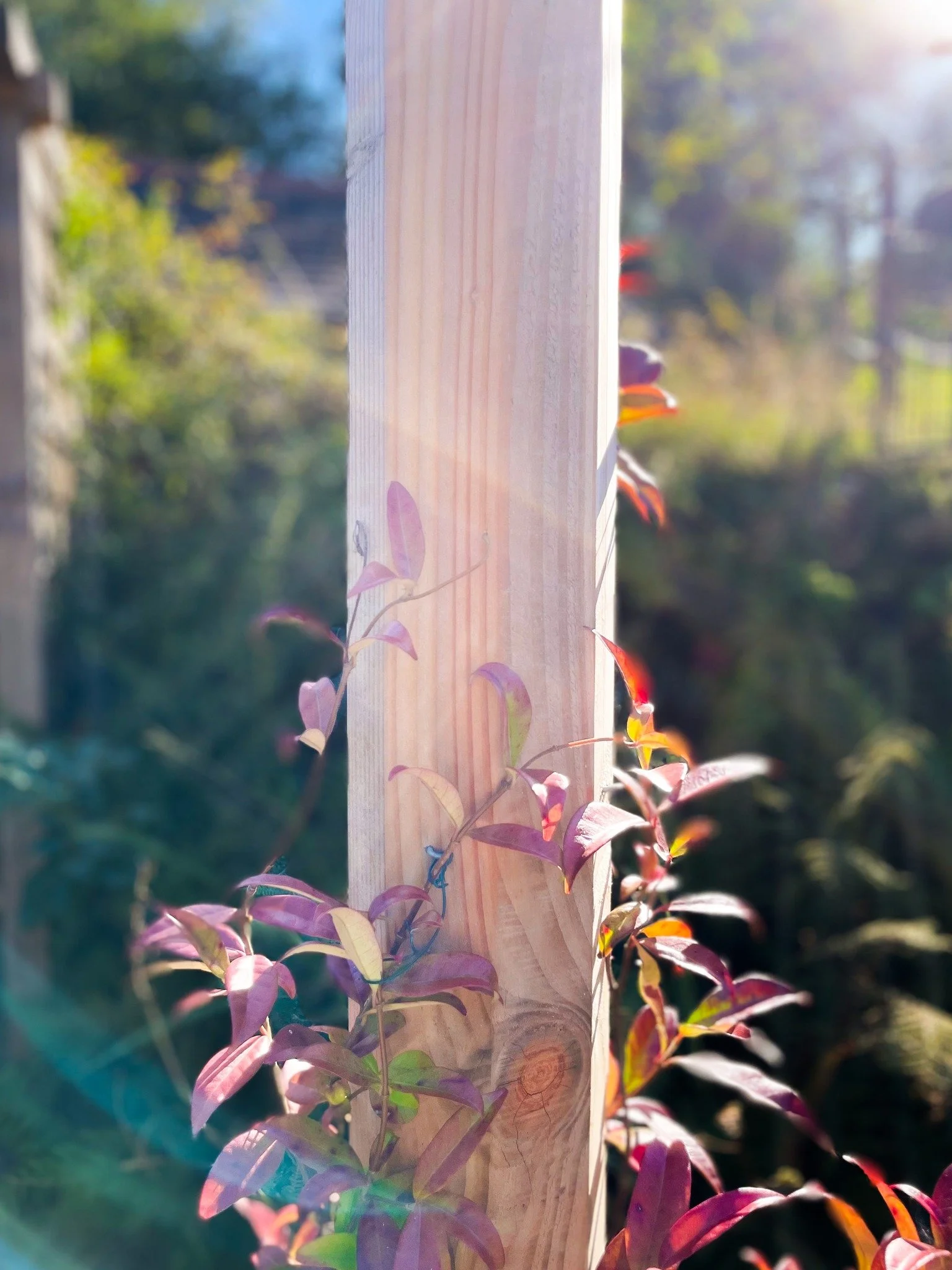 Hexagonal posts to add interest to a very simple pergola 〰️

#PergolaDesign #OutdoorLiving #LandscapeArchitecture #HexagonalPosts #GardenInspiration #Architecture #DesignDetails