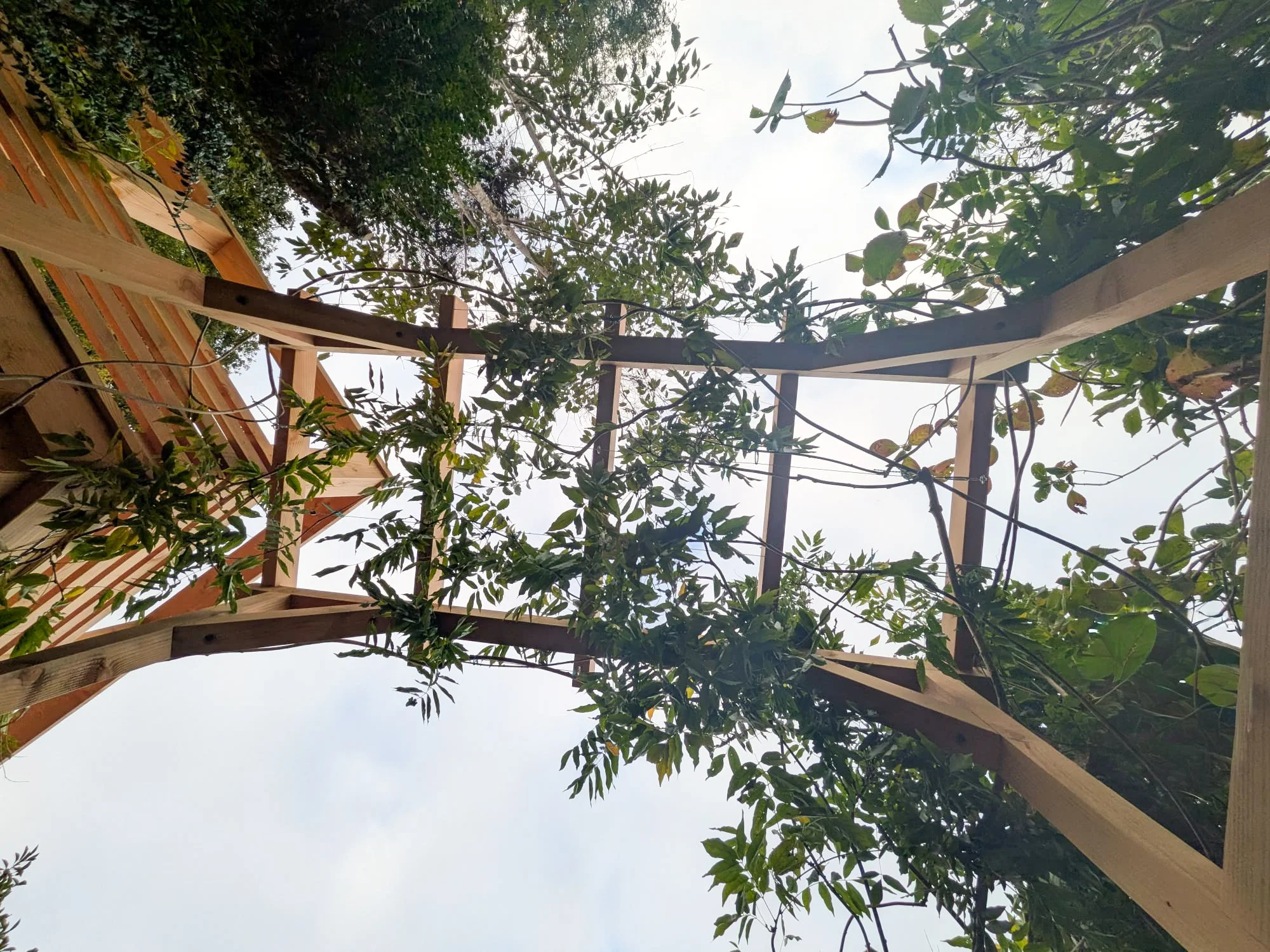 Douglas fir archway built to support this established wisteria at this house in Helford. This wisteria will eventually grow all along the front of the decking. Huge thanks to the @the_ealing_gardener for the images. 〰️

#DouglasFir #Wisteria #GardenA