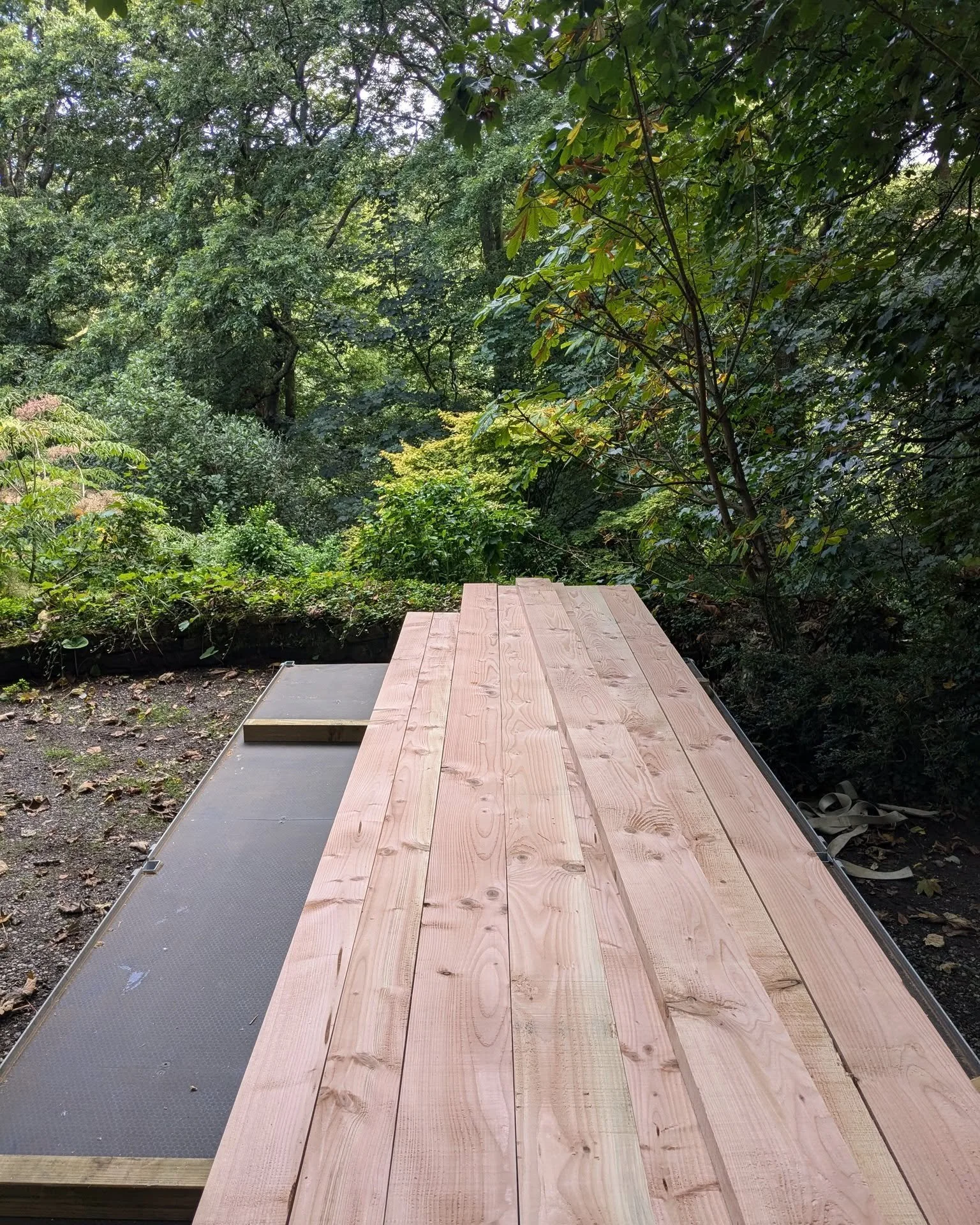 Douglas fir is a remarkable wood, known for its soft reddish color and unique grain patterns. It's a favorite among carpenters, architects, and designers because it offers a wonderful blend of serenity and grandeur. 
It can be grown in Cornwall and t