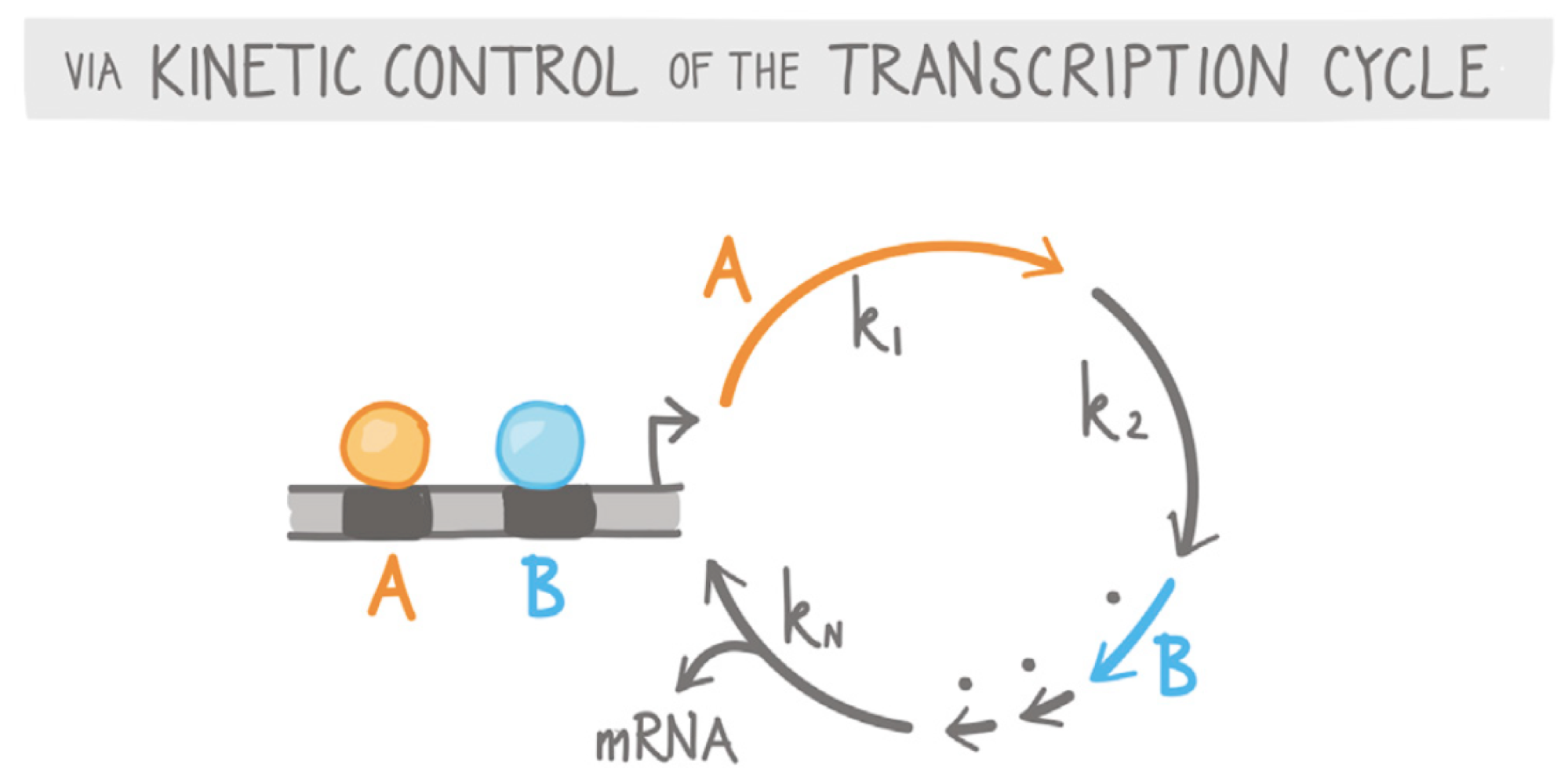 Combinatorial Gene Regulation through Kinetic Control of the Transcription Cycle (2017). Clarissa Scholes, Angela DePace, Alvaro Sanchez. Cell Systems 4(1):97-108