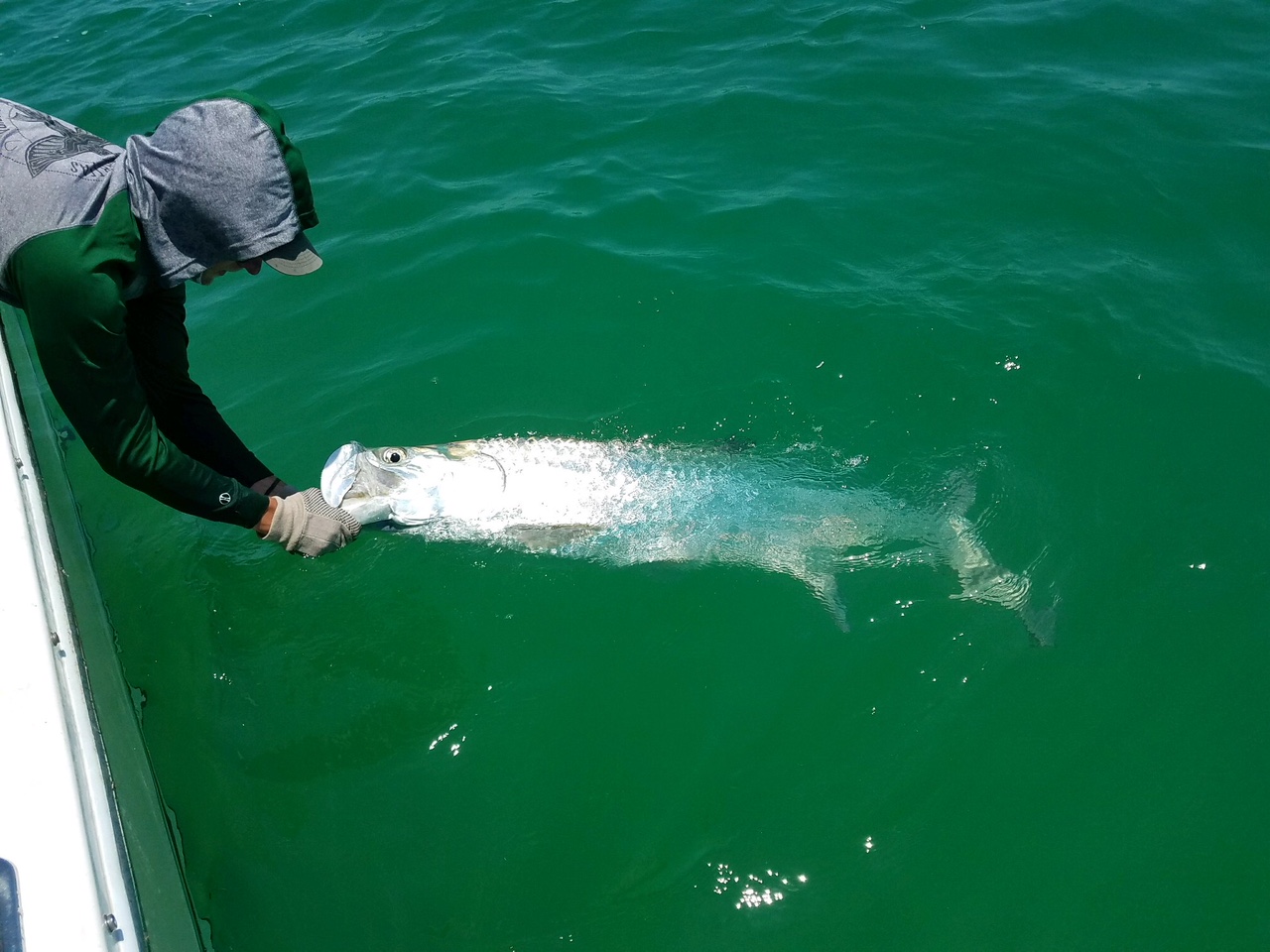 Tarpon