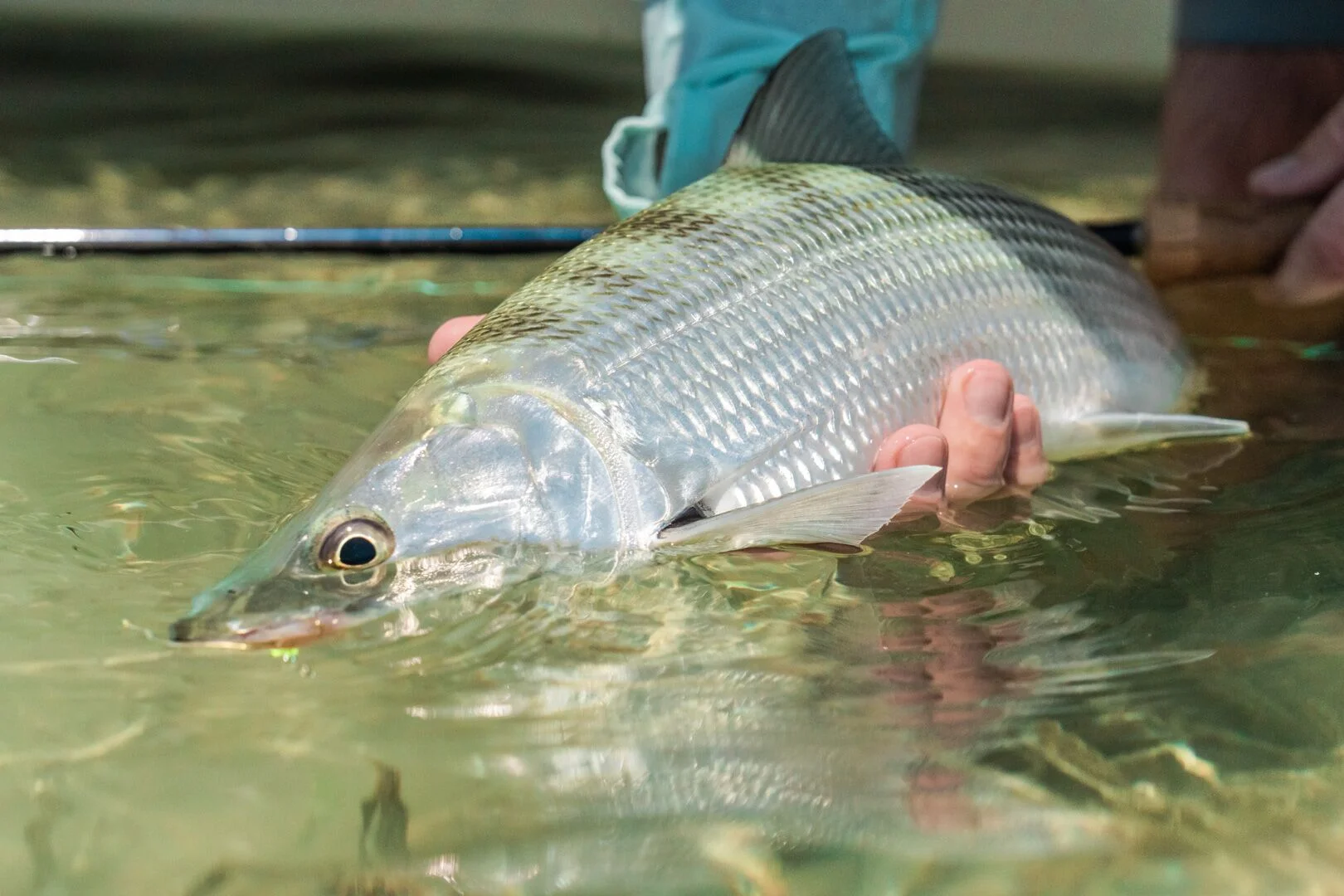 Flying Fish Charters Key West Florida