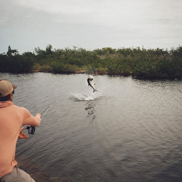 Finding big ones in the neighborhood. 📸 by @dylanschmitz 
#tarpon #flyingfishcharters #flyingfishkw #keywest #floridakeys #flyfishing #tarpononfly #geigerkey #walking #tresspassing