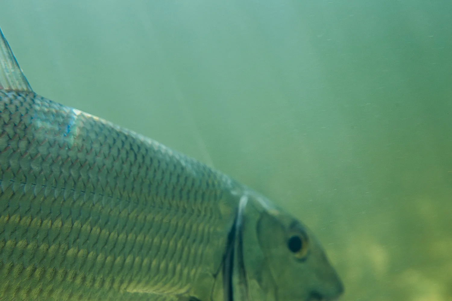 Ballyhoo Fish Dangerous