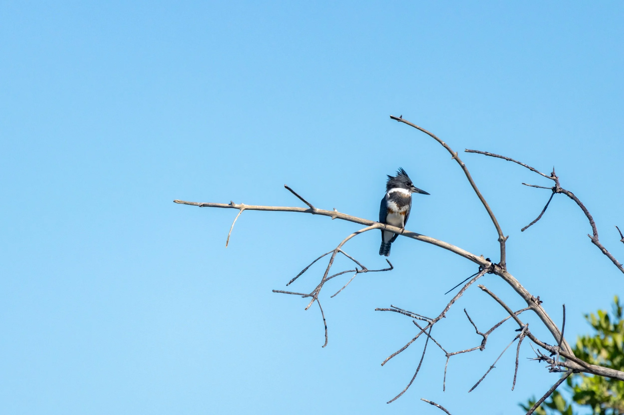 Belted Kingfisher