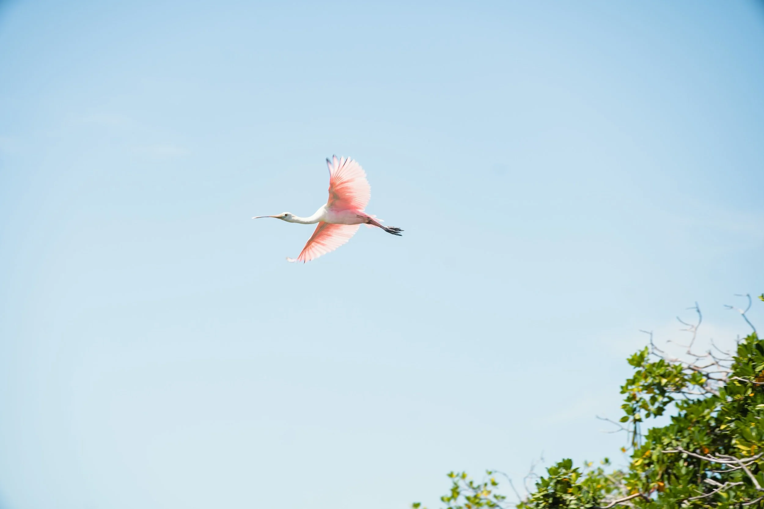 Roseate Spoonbill
