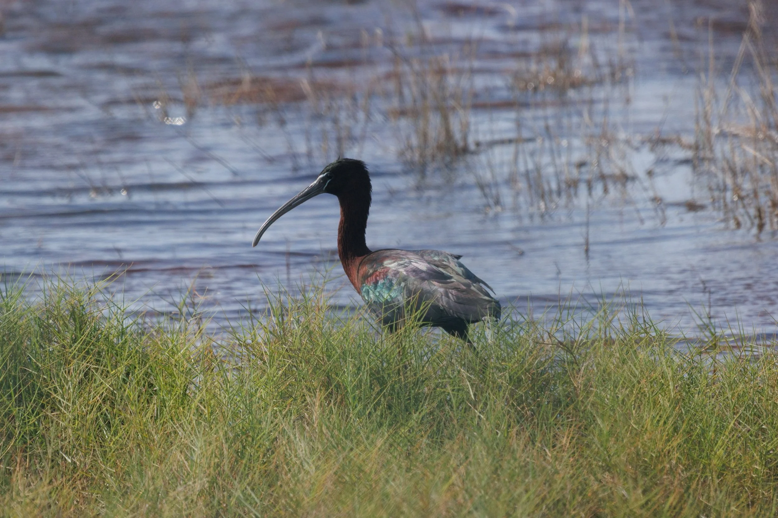 Glossy Ibis