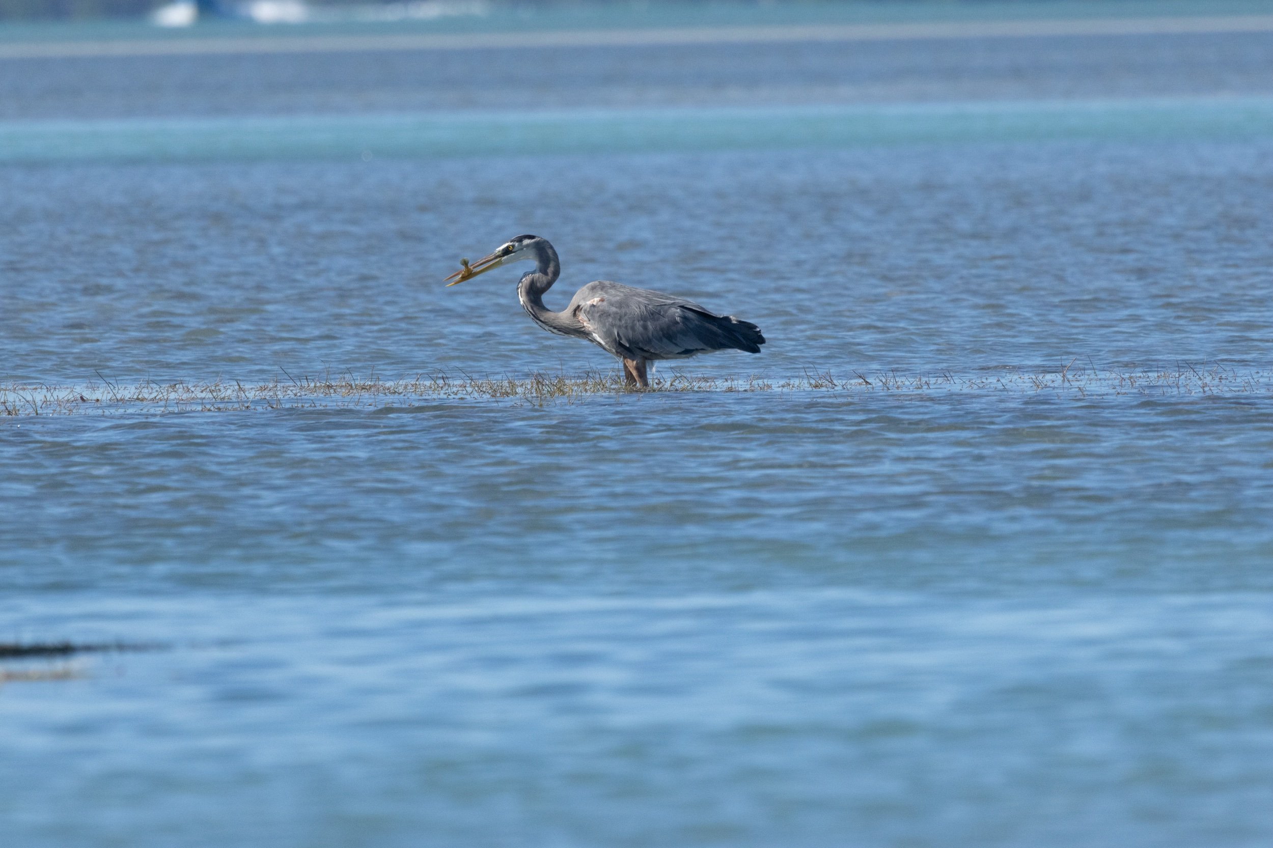 Blue Heron