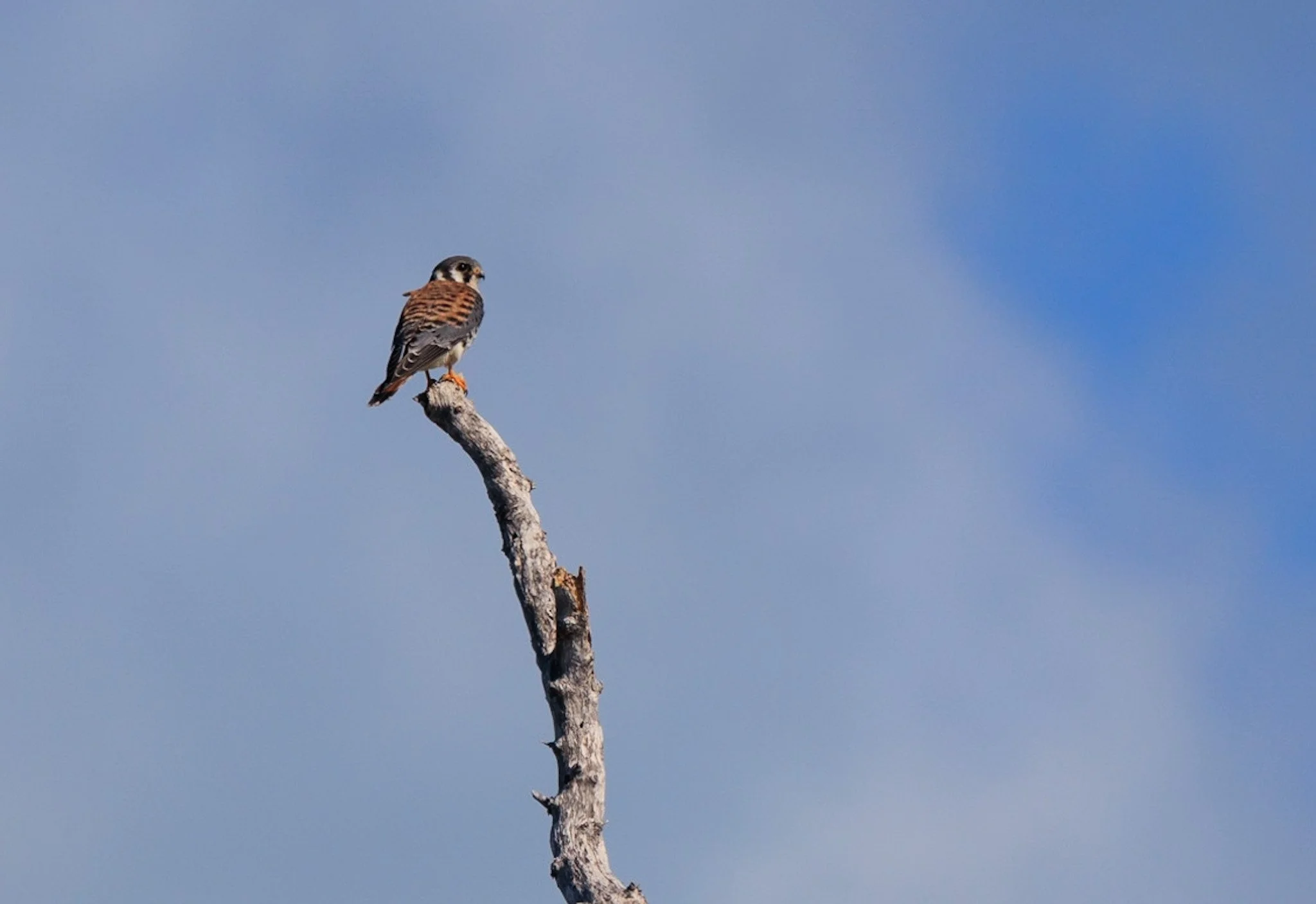 American Kestrel