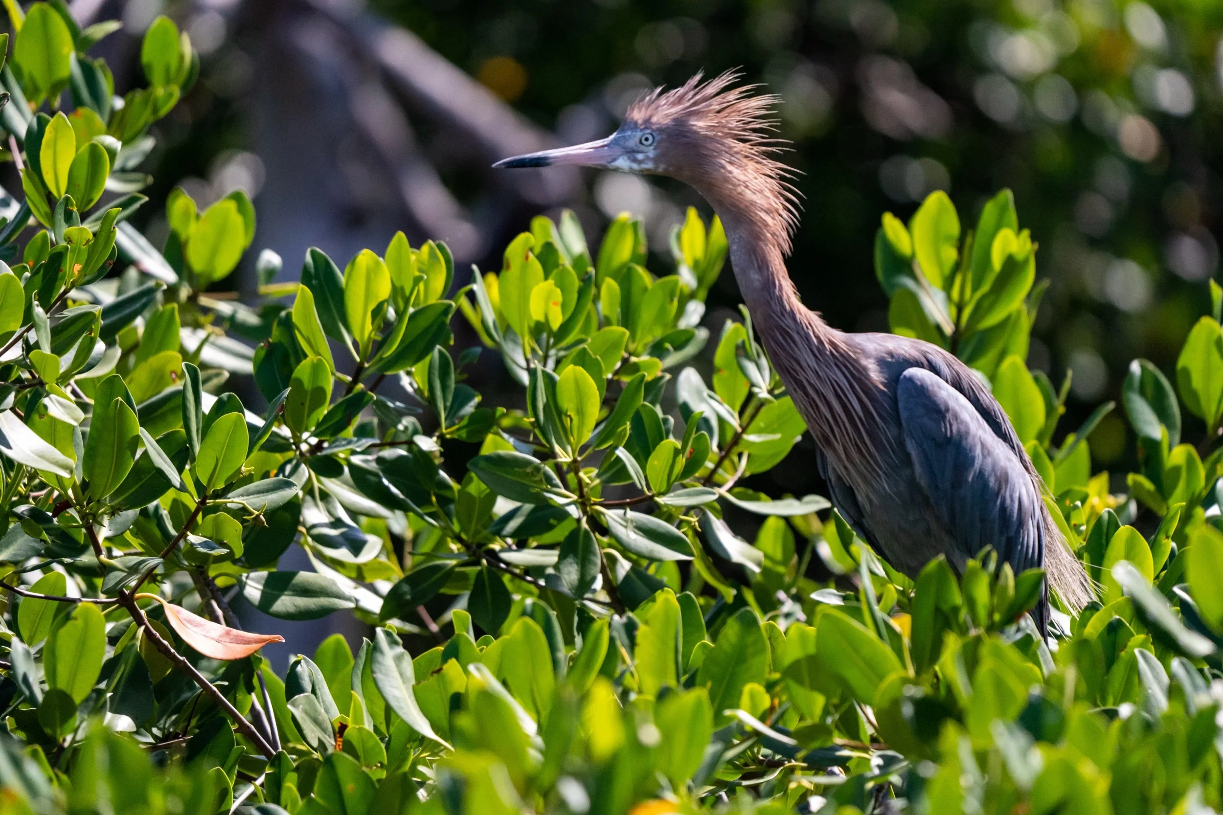 Reddish Egret