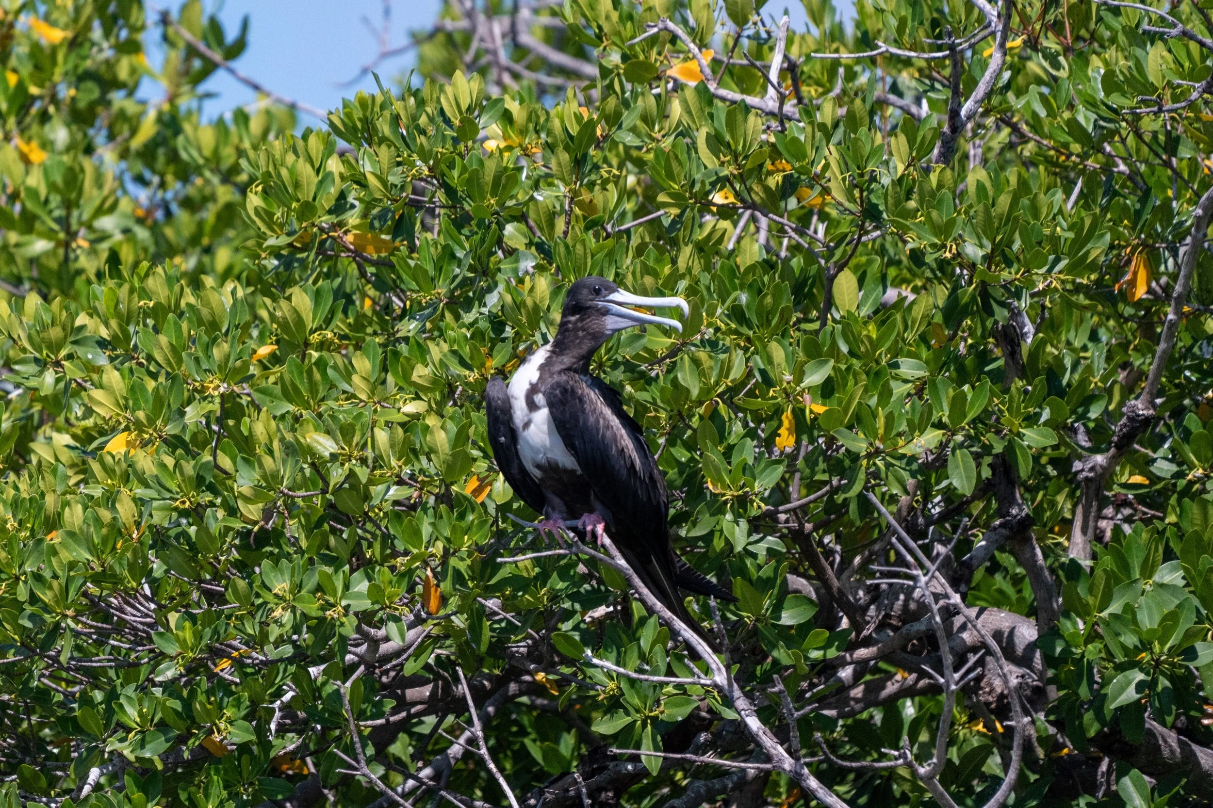 Frigate Bird