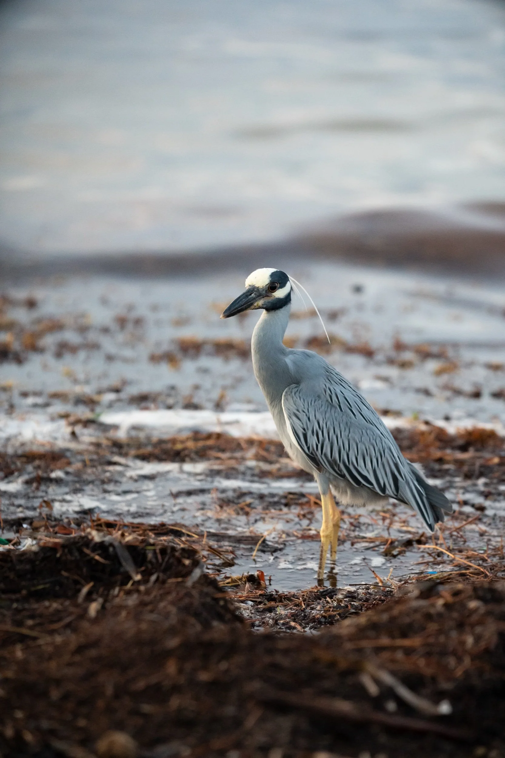 Yellow-crowned Night Heron