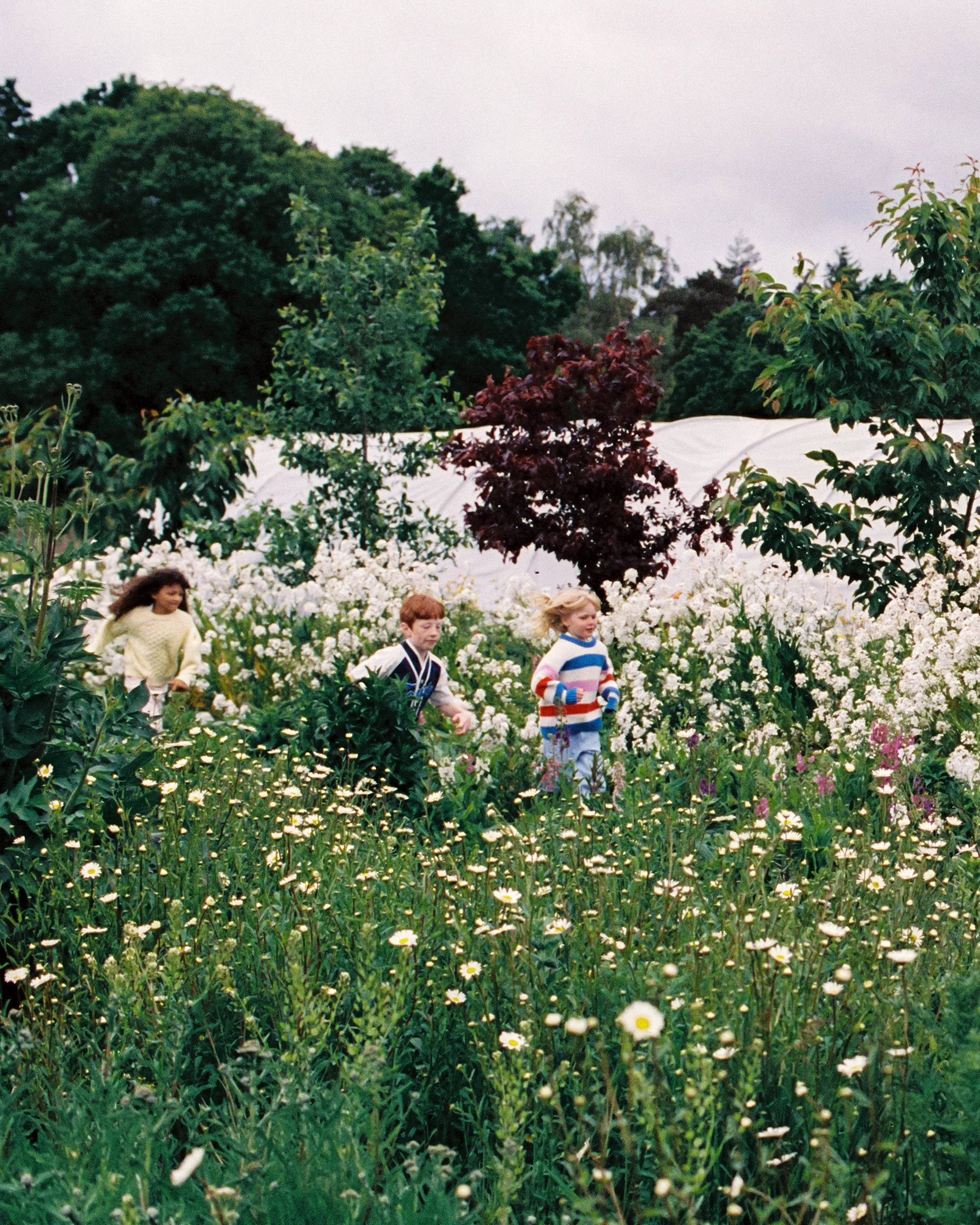 FLOWERFIELD_15_FEEDSIZE(VERTICAL01).jpg