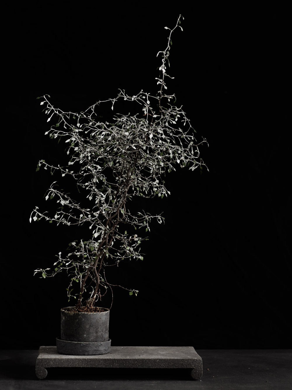 CSA_V_Bonsai_Studio_01.jpg