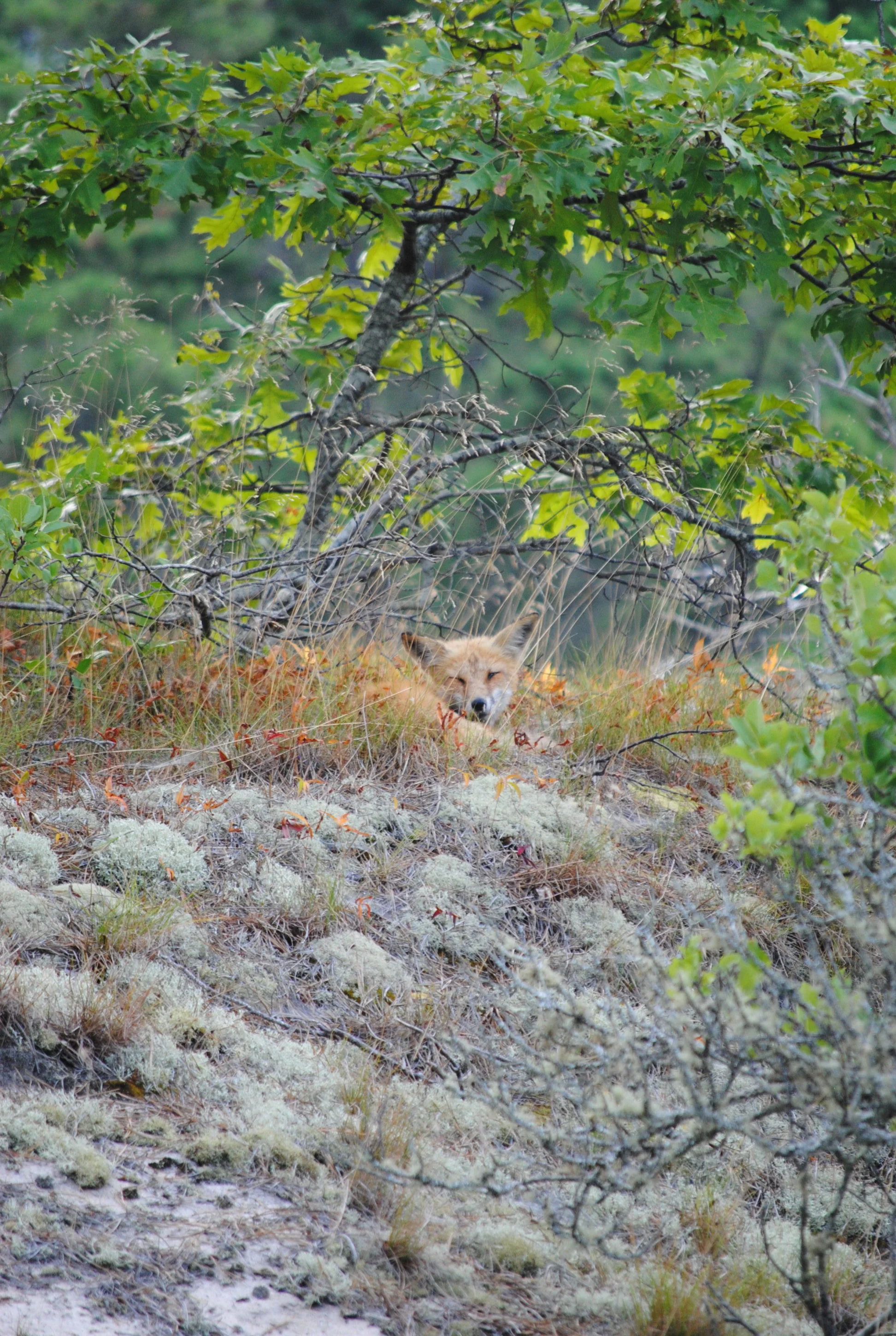 DSC_0284.JPG