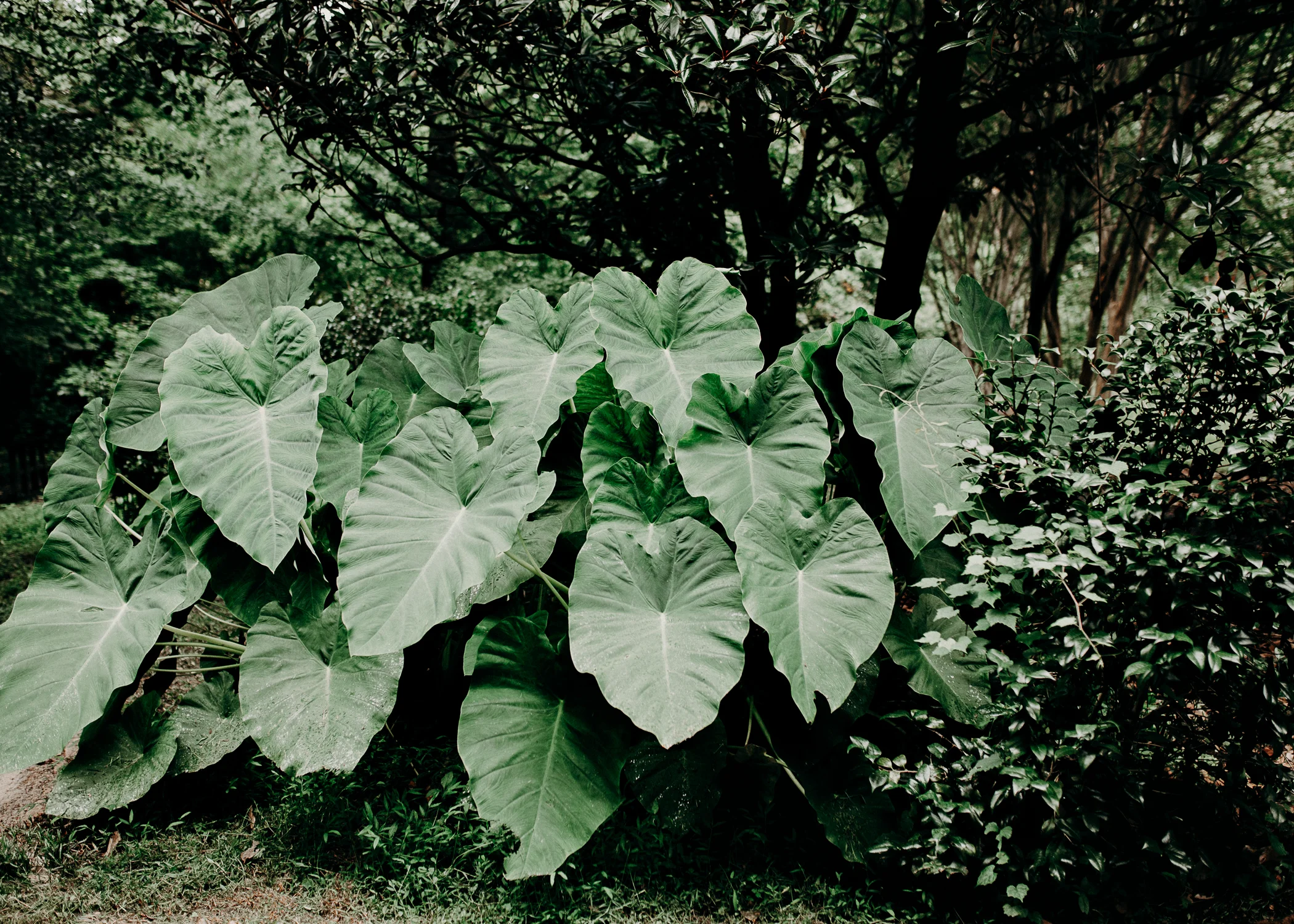 Catorwoolfordgardensatlanta9.jpg