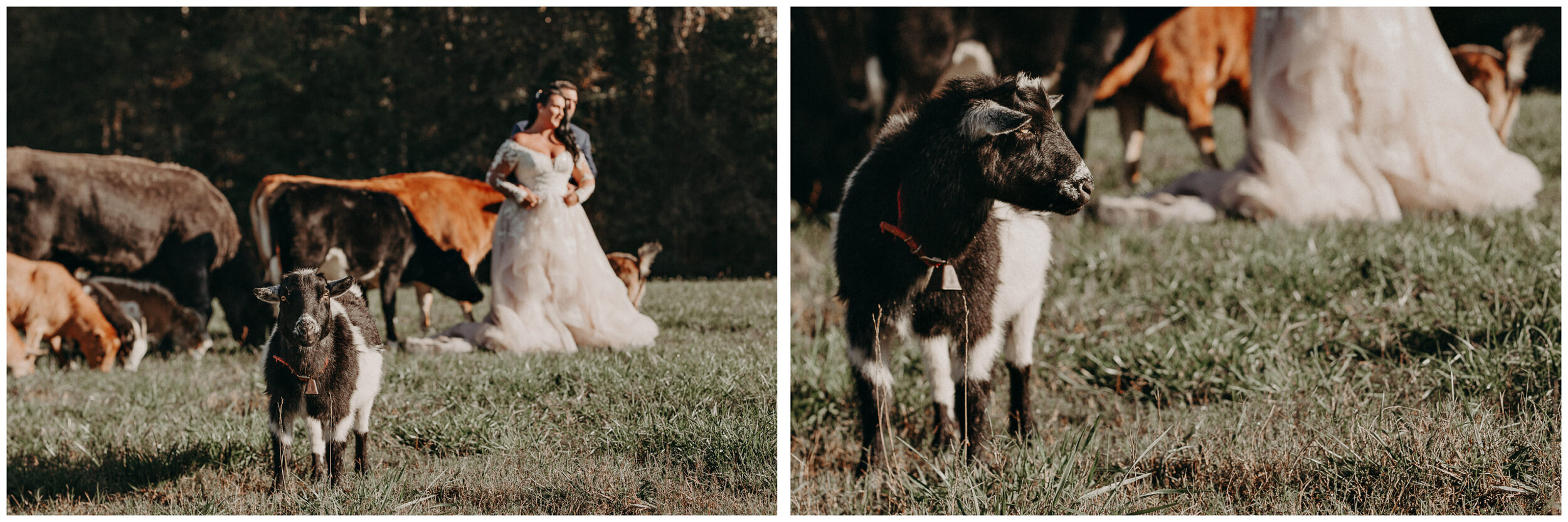 Cheery_Hollow_Farm_Atlanta_Wedding_Photography_Aline_Marin69.jpg