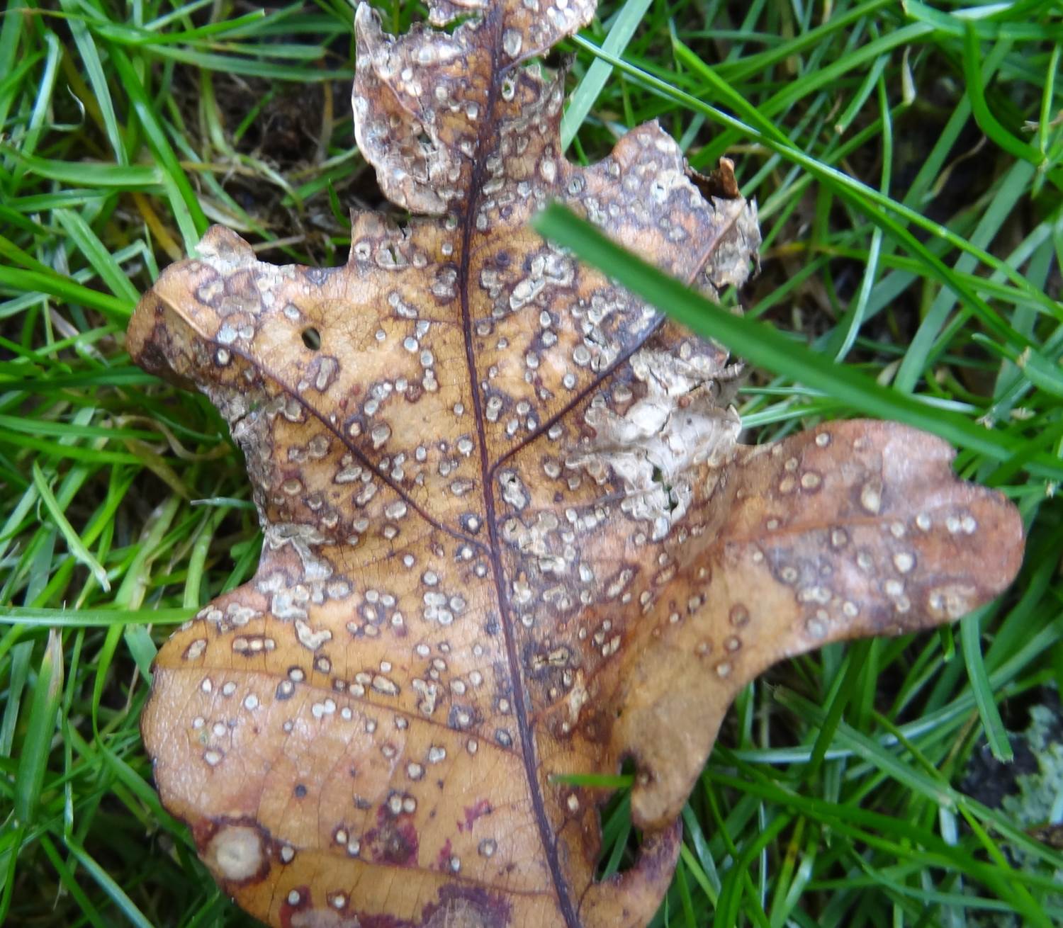 Cynipid jumping gall wasp on white oak leaves