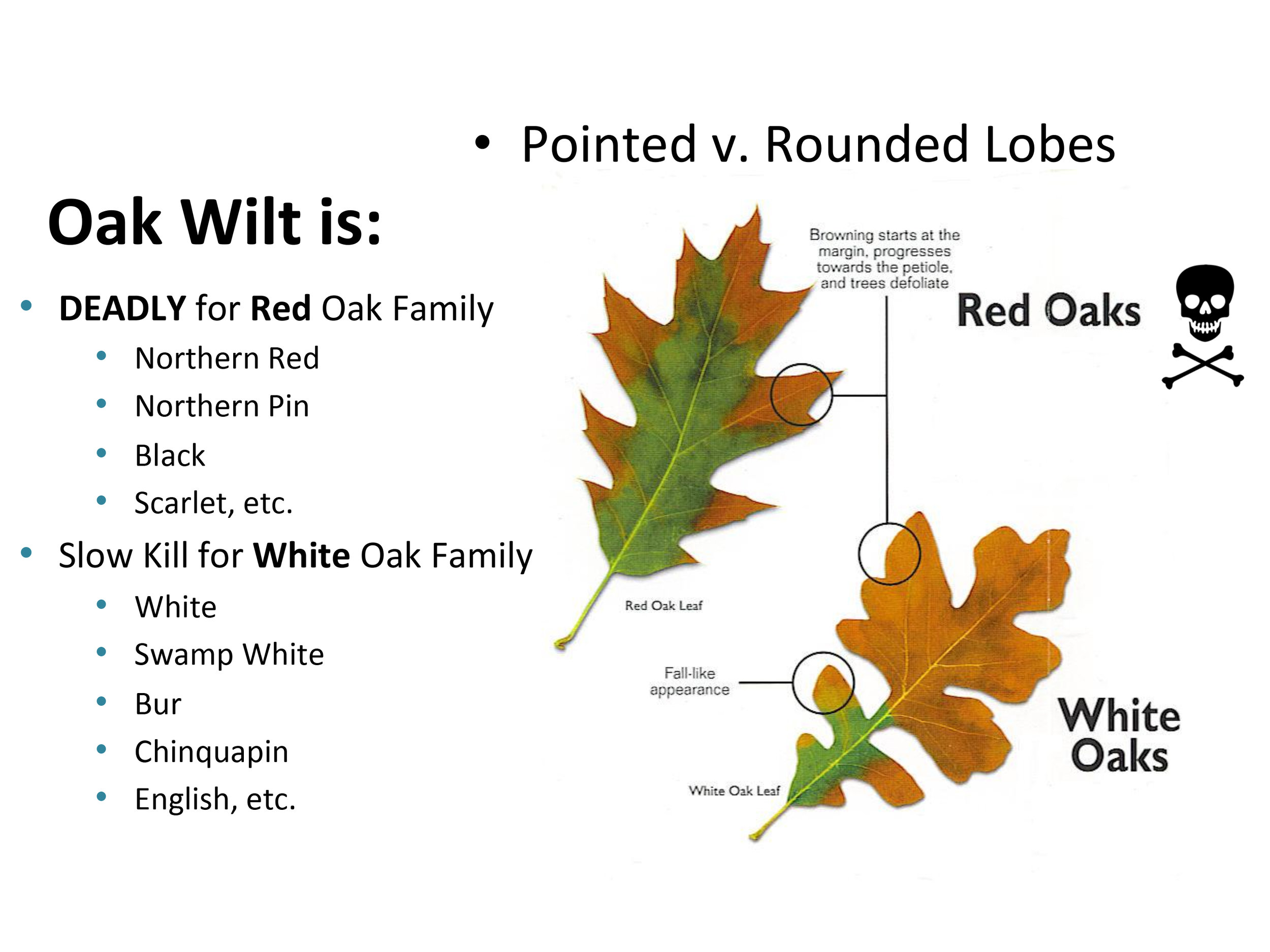 Oak Leaves Identification Chart