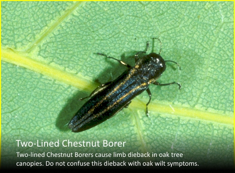 Chestnut Borer v2.jpg