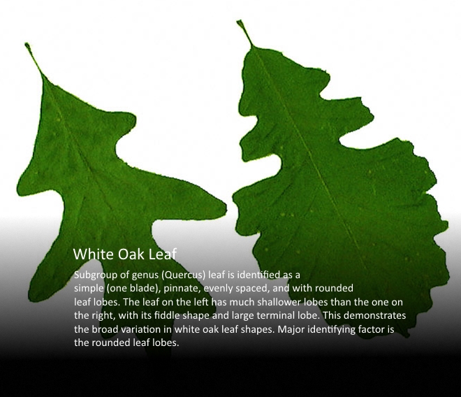 White Oak Leaf v2.jpg