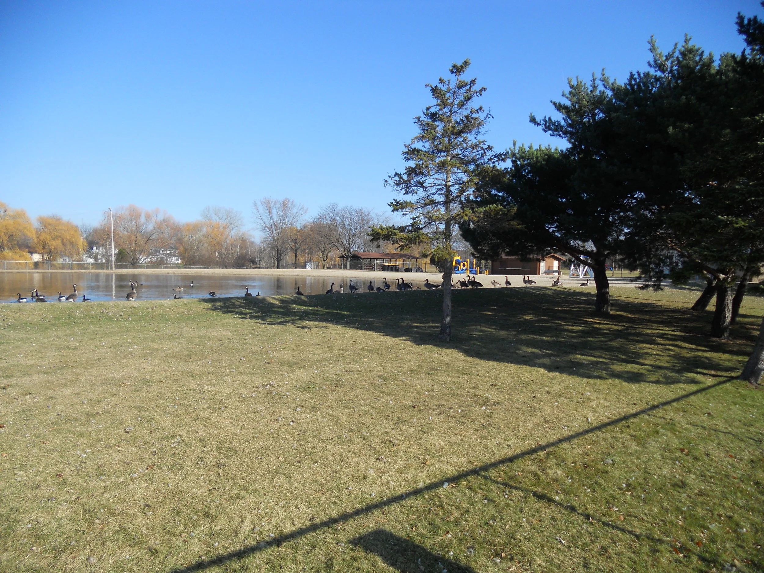 Village of Brown Deer Urban Forestry Grant Project