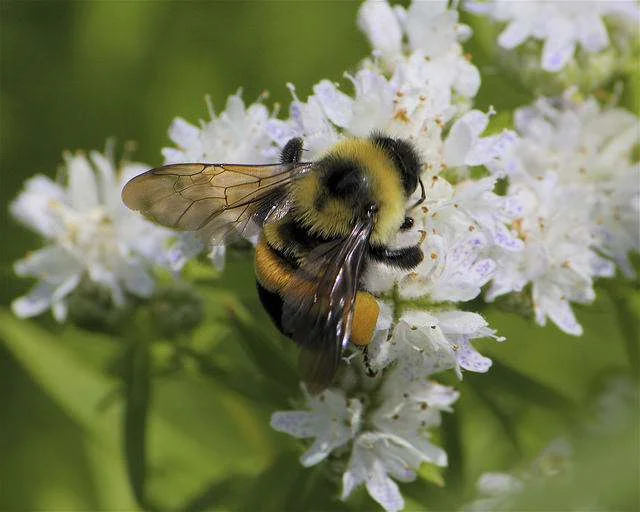 Rusty Patched Bumble Bee ( pc: wpr..org )