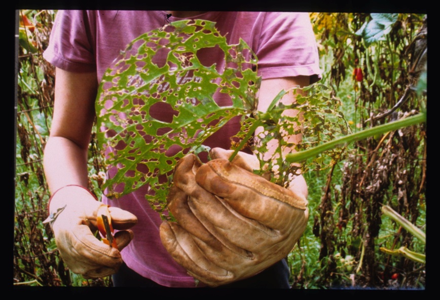 Collection of Leaves