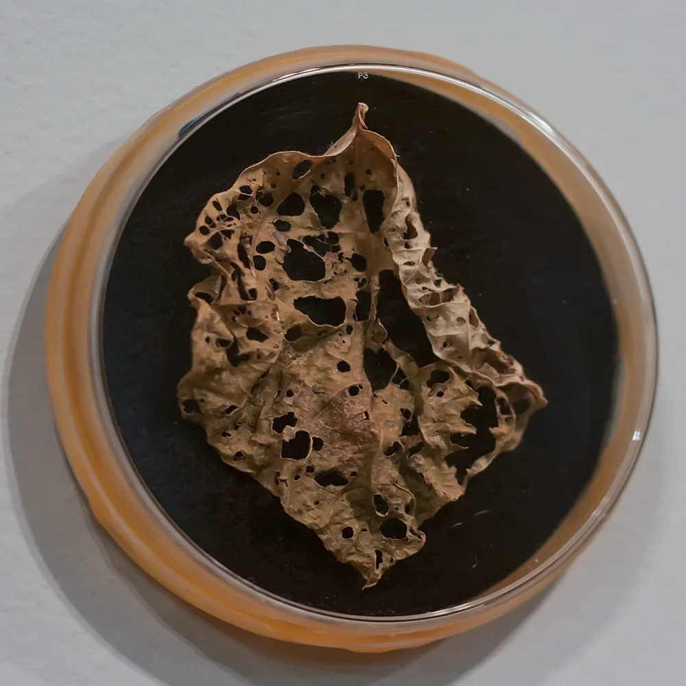 Leaf installation Detail