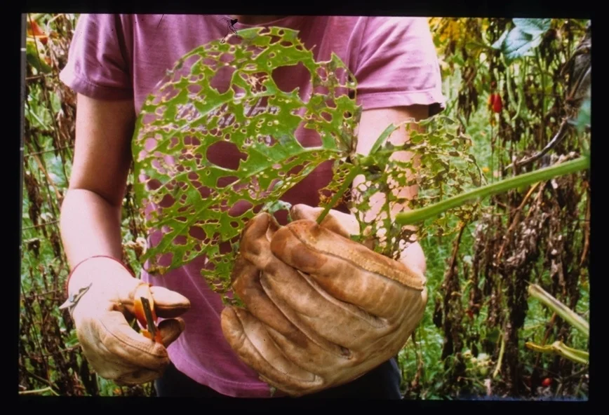 Green Bean Leaves