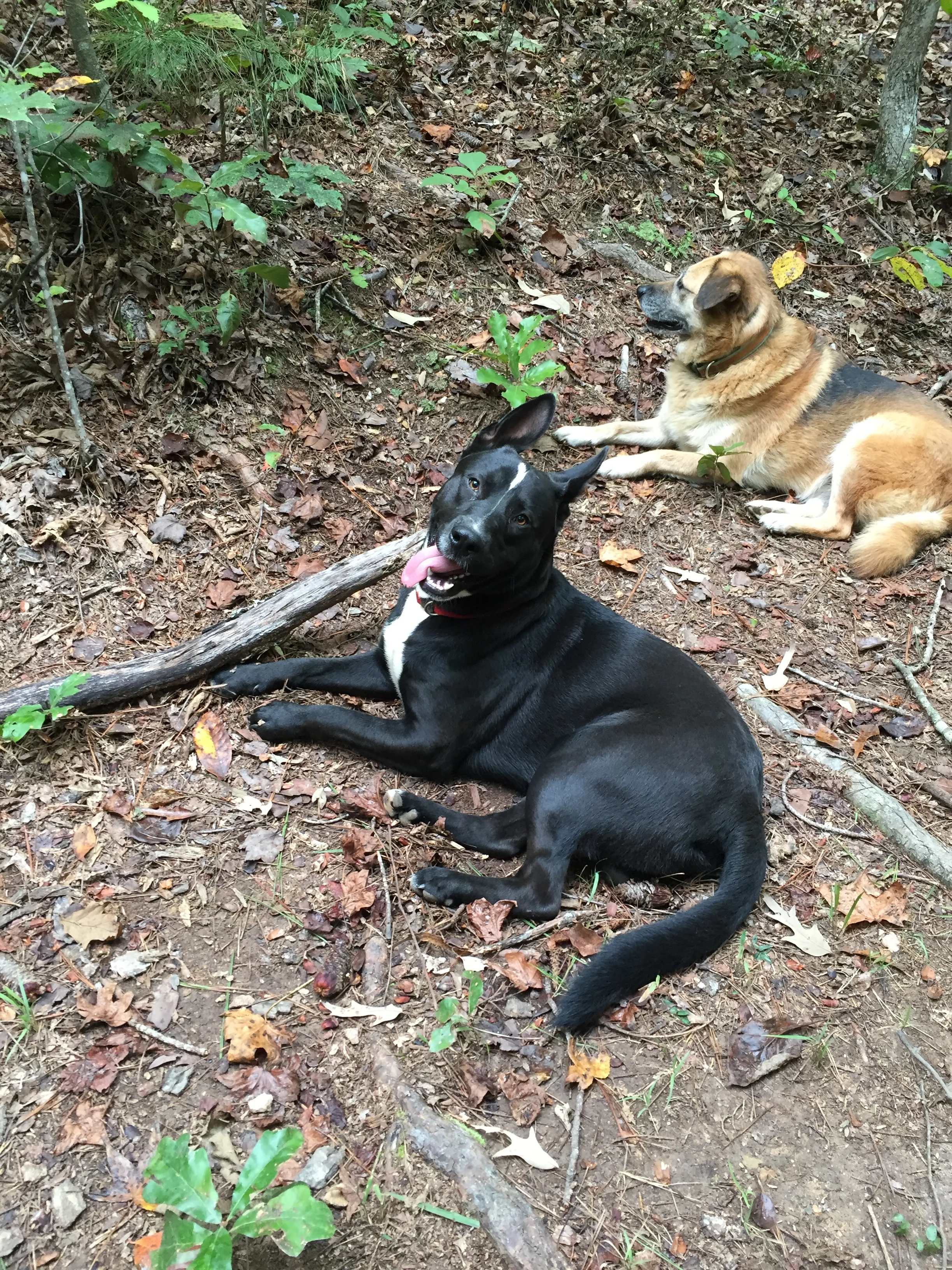 Moose and Gracie