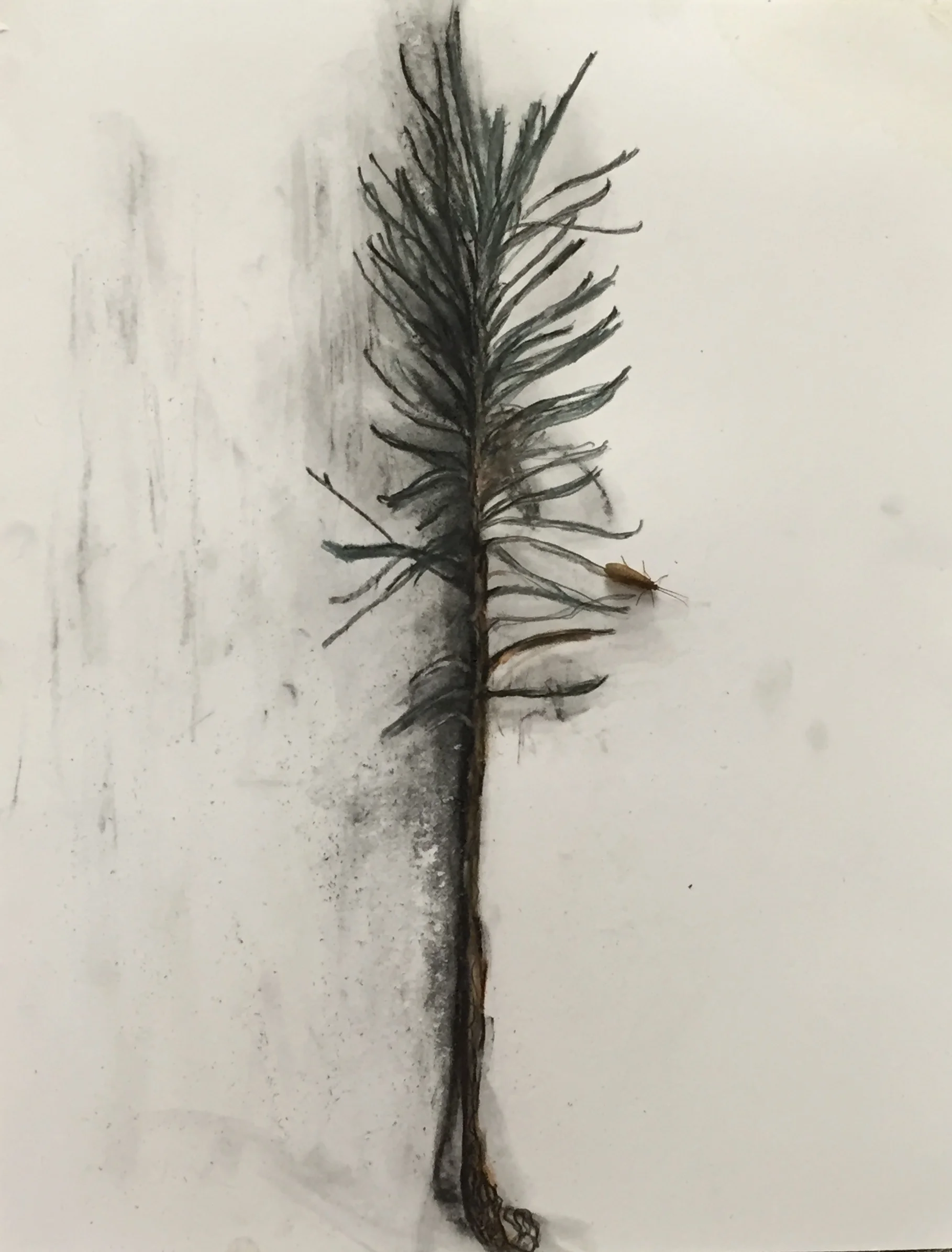 Pine Sapling