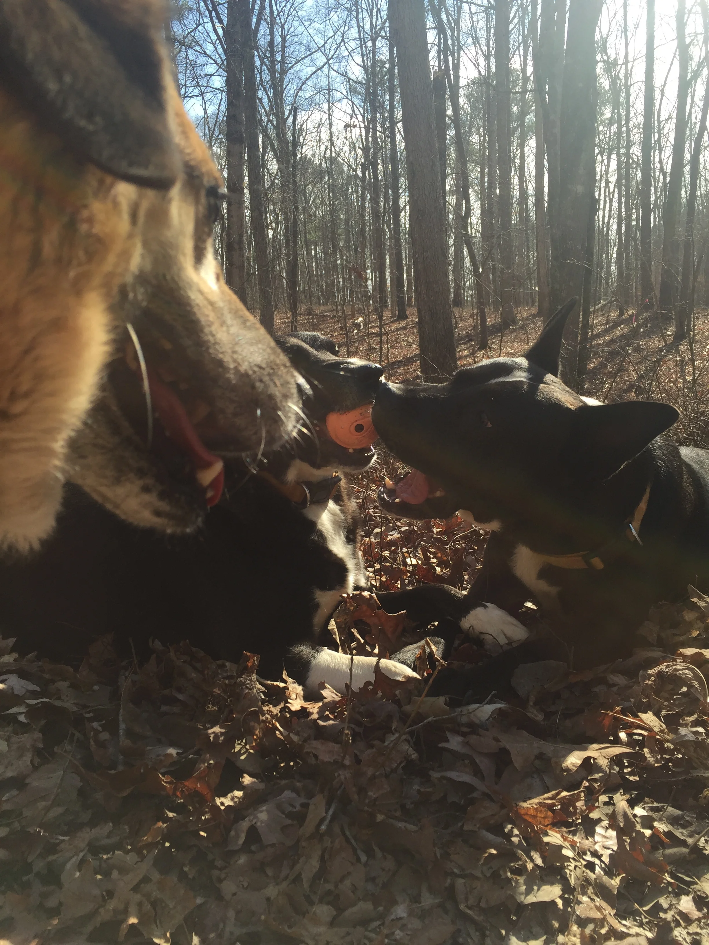 Gracie, Charlie Piper, and Moose