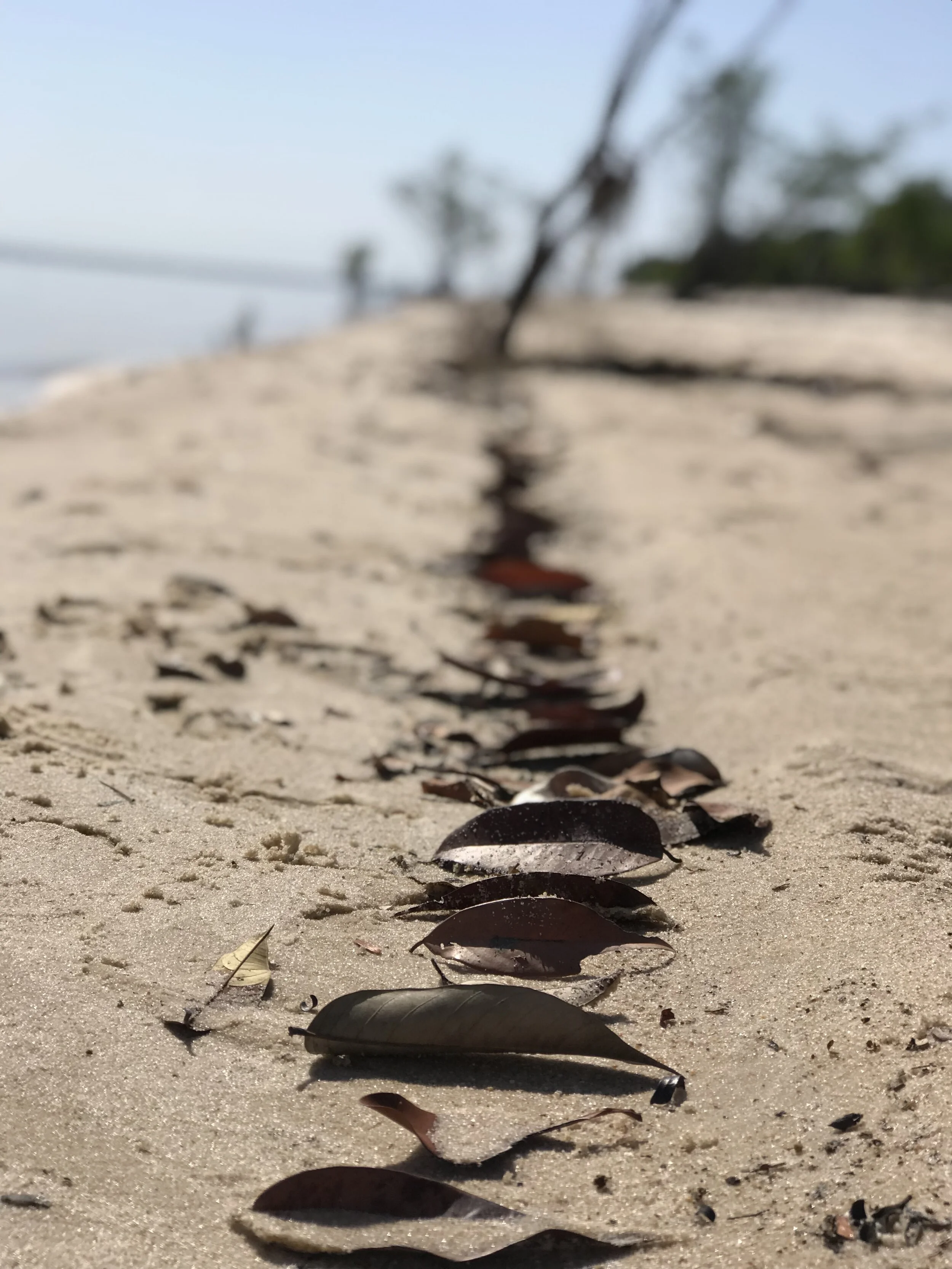 Labverde Residency, Day on the Beach. I recognized the water was bringing leaves up to the shore so I collected them and put them in a line. The climate activity added sand so over time