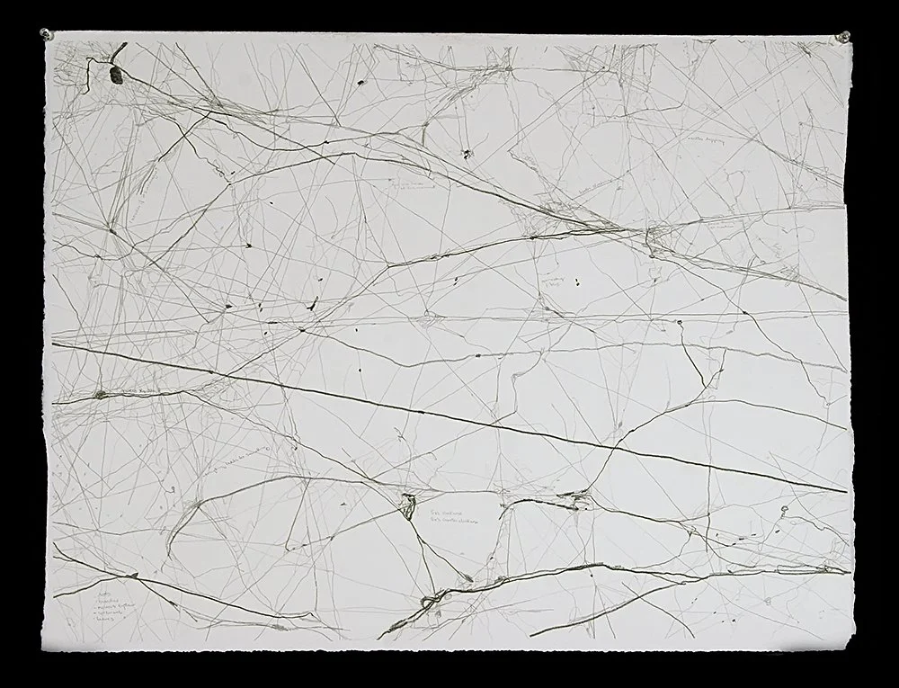 Spiderweb.jpg