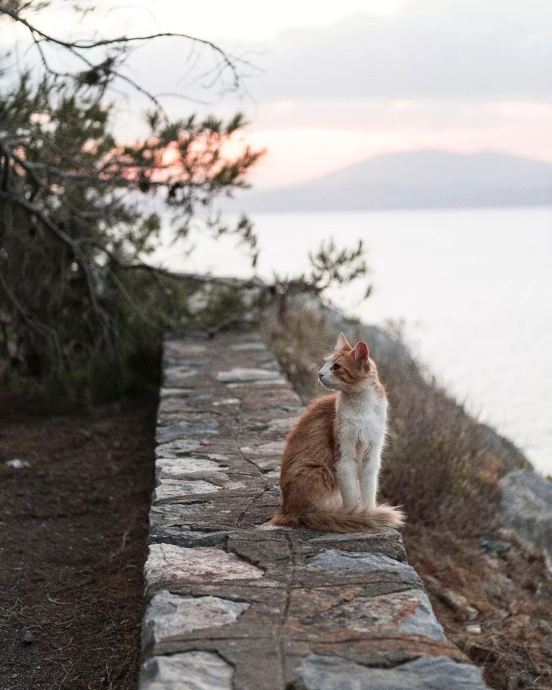 Cats and sunsets, two of my favourite things