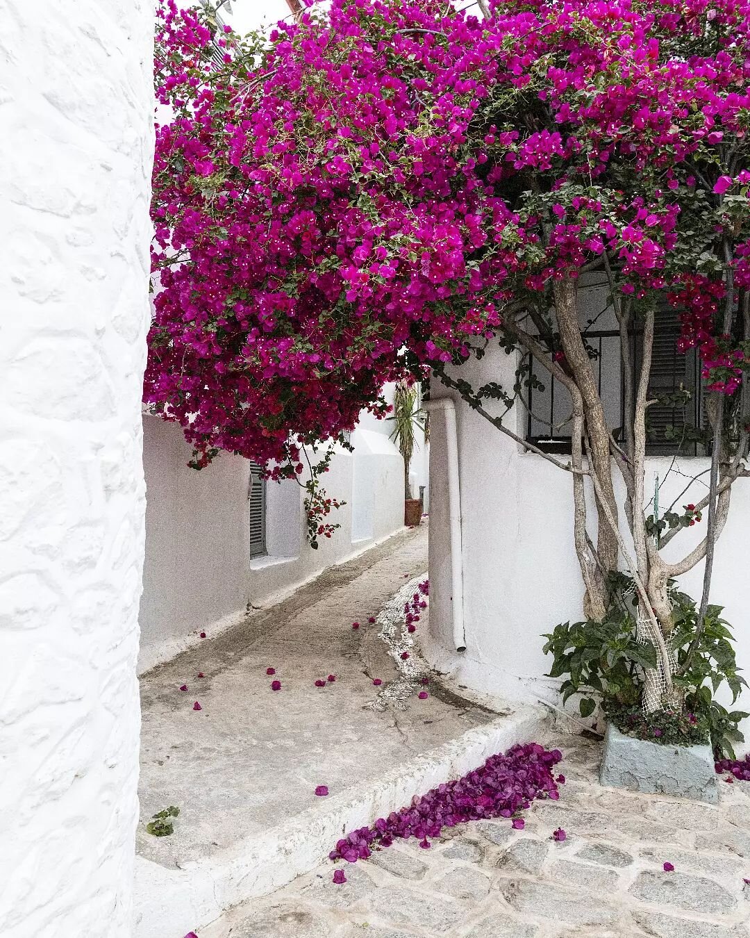 Bougainvillea is the prettiest.