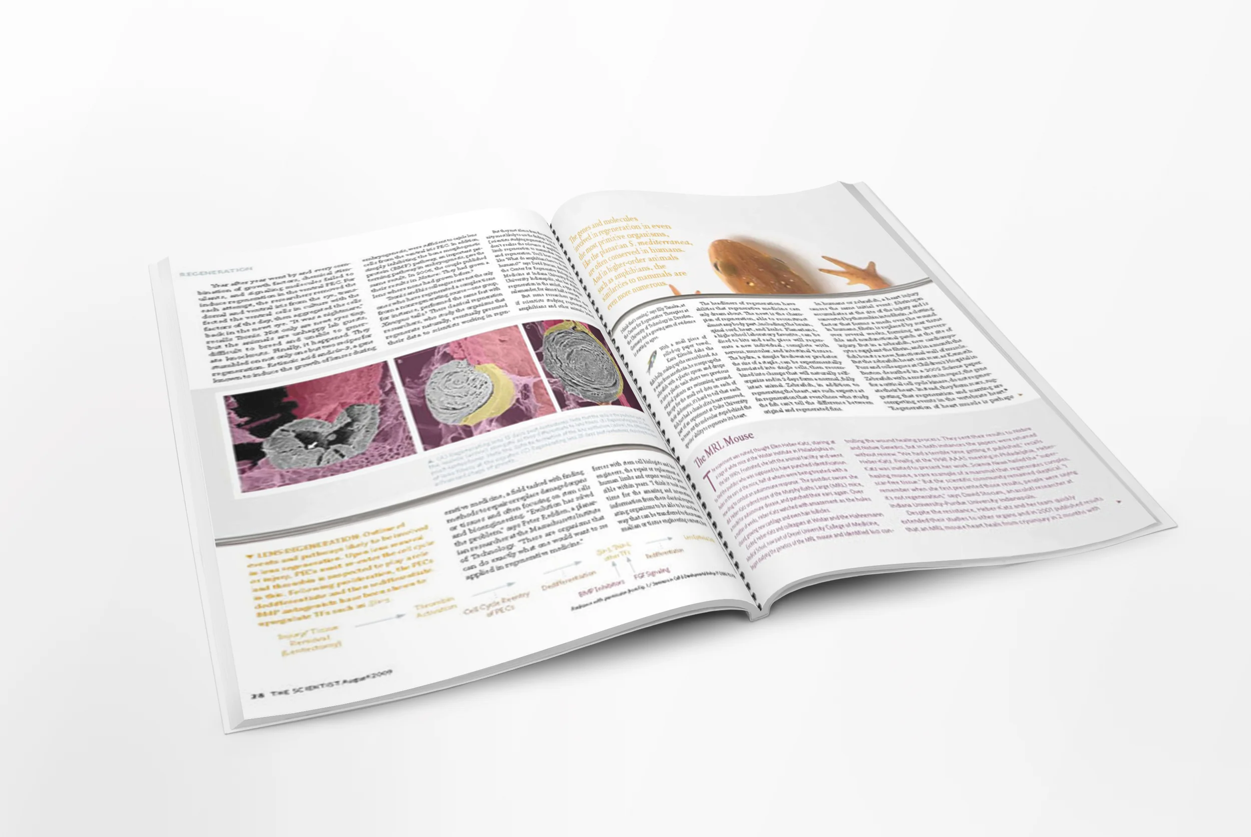05_Letter-Magazine-Mockup_TS-spread_regeneration02.jpg