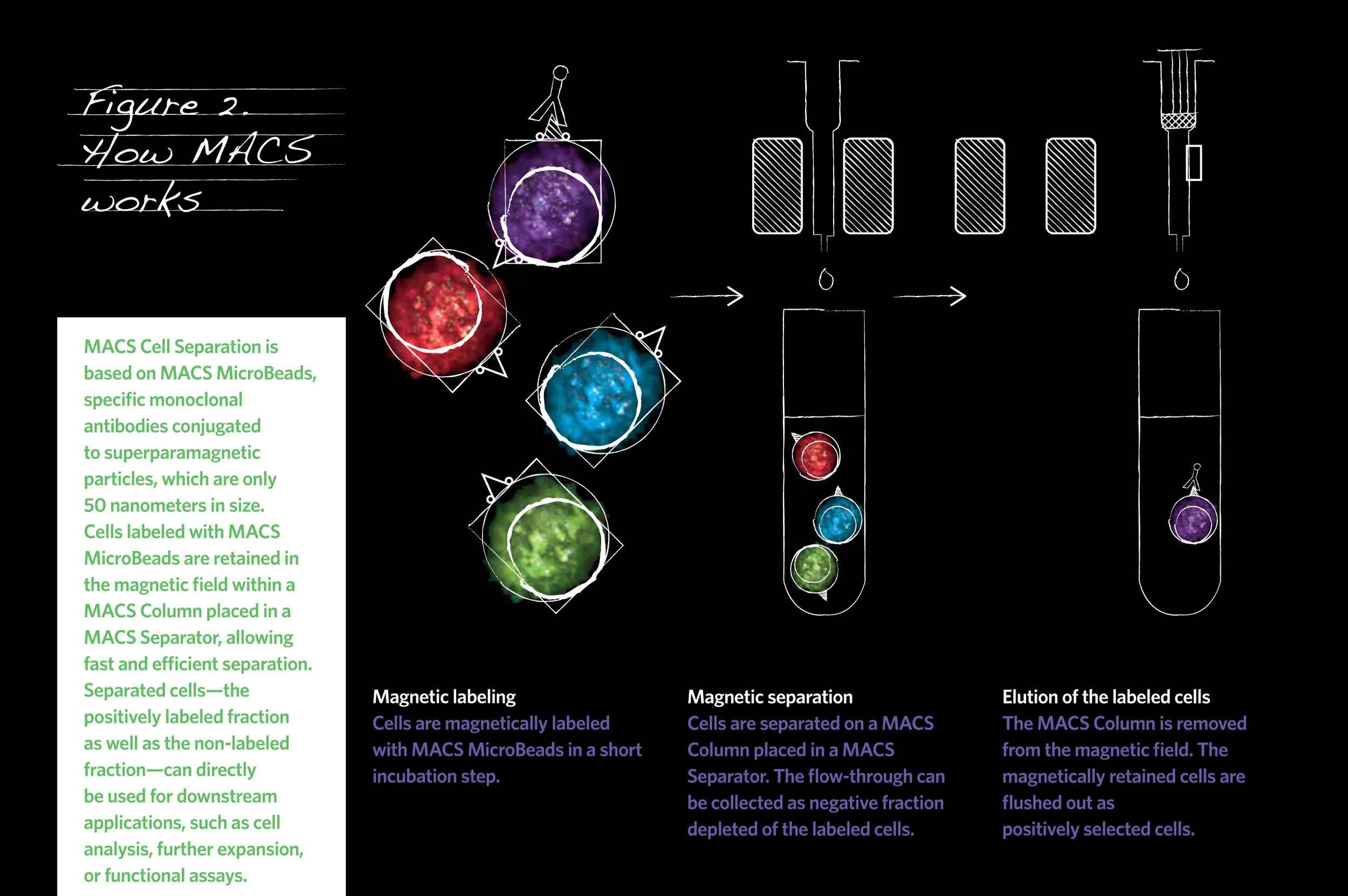 NRW_Oct_Stemcell_infographic.jpg