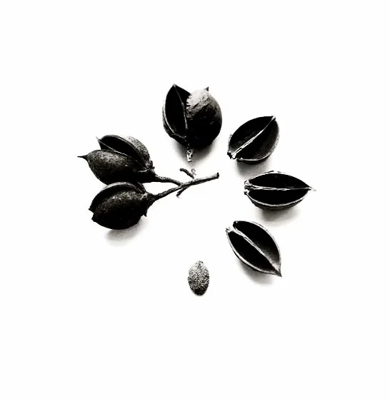 Seed Pod Time Cycle