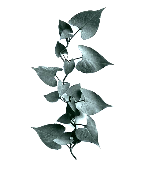 Vine of Fans