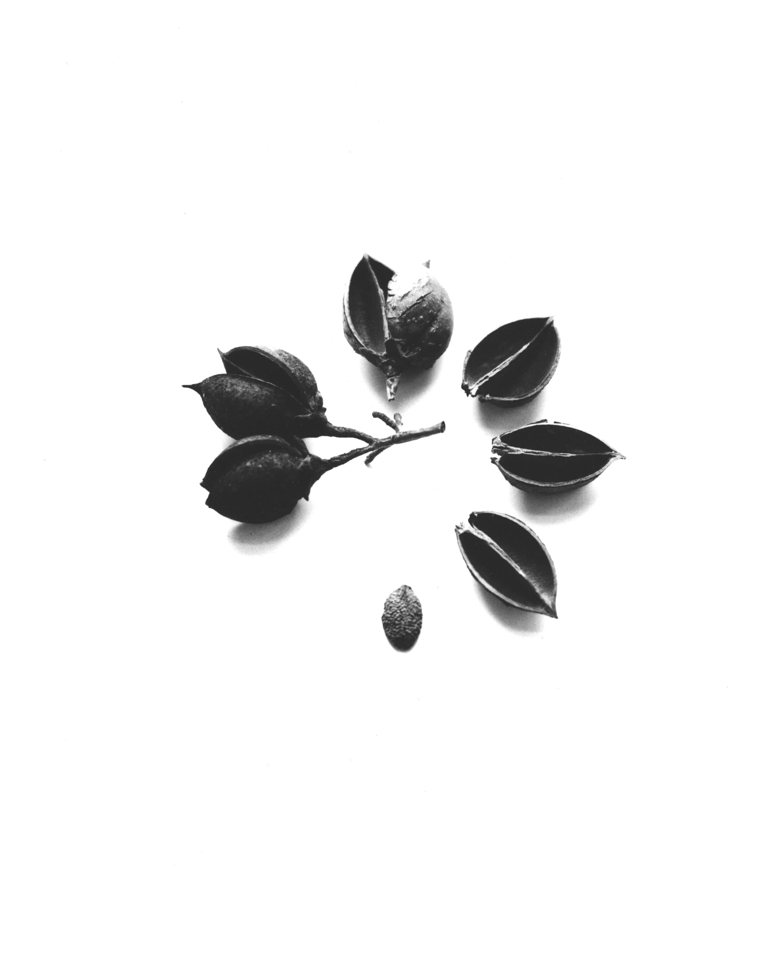 Seed Pod Time Cycle -PT.jpg