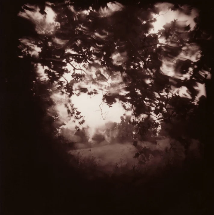 car window-tree0002 webcopy.jpg