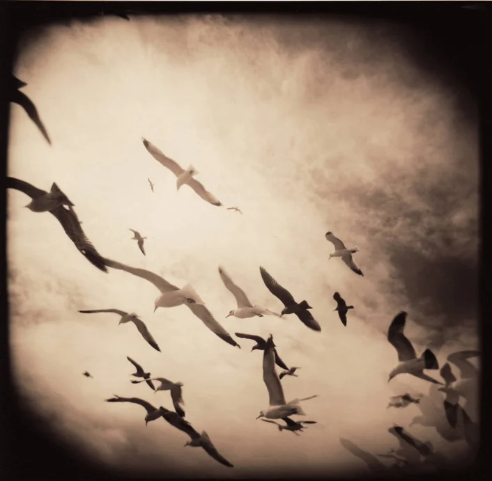 flock webcopy.jpg